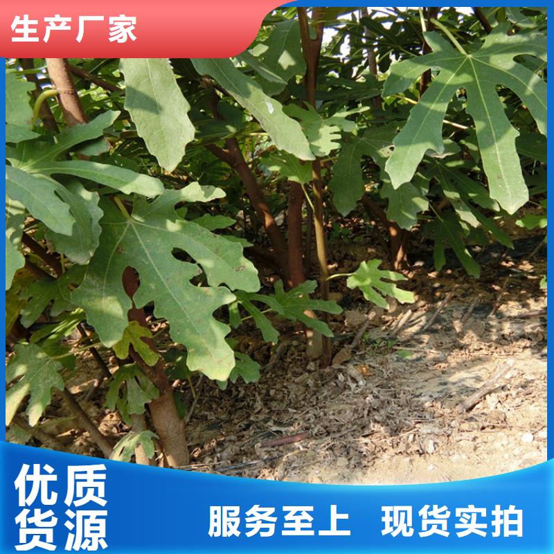 源頭廠家直供，無(wú)花果桃樹苗支持來(lái)圖定制，網(wǎng)絡(luò)銷售開啟新篇章
